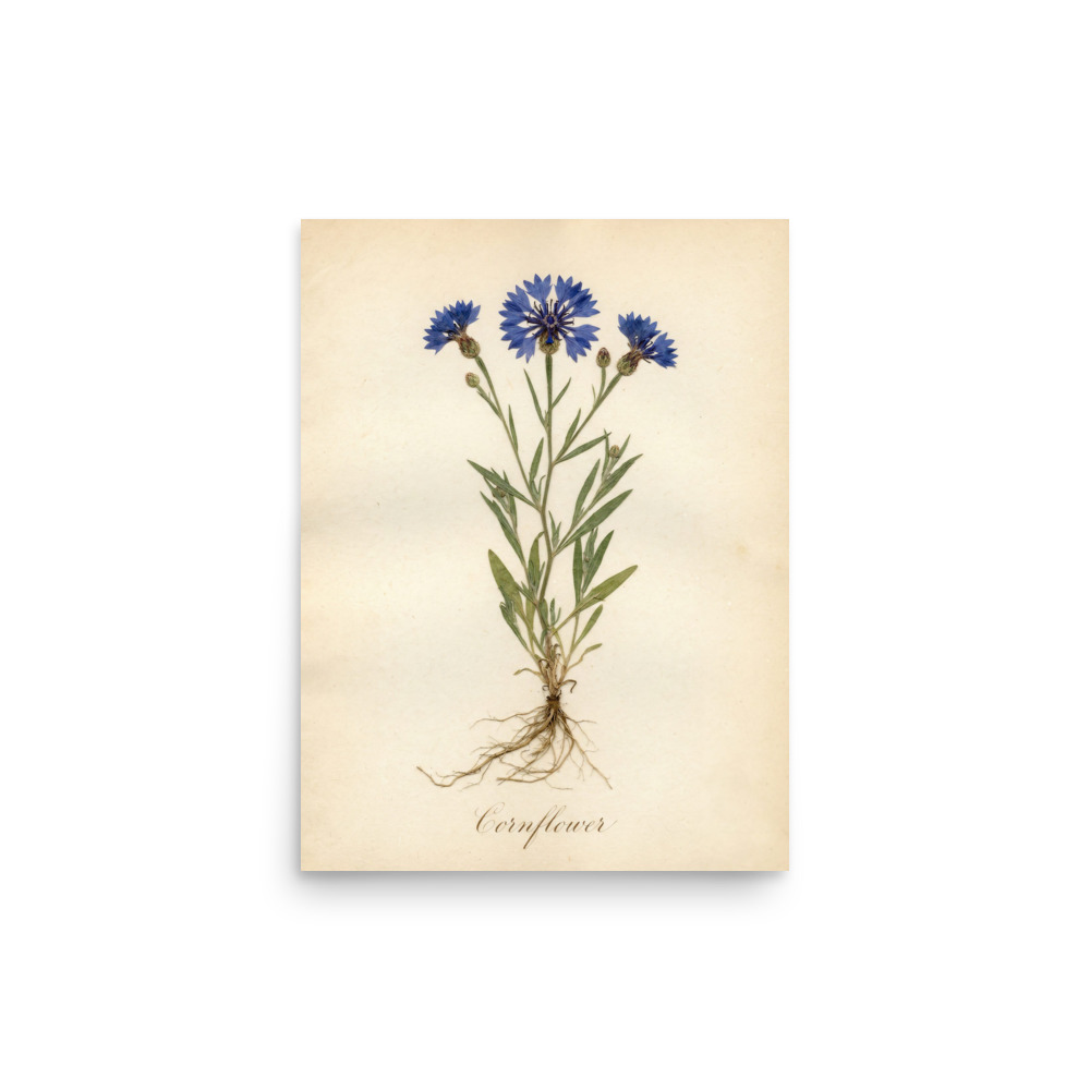 Cornflower Art Print, antique pressed flower study, romantic botanical wall art, gift for herbarium lovers, vintage-inspired decor