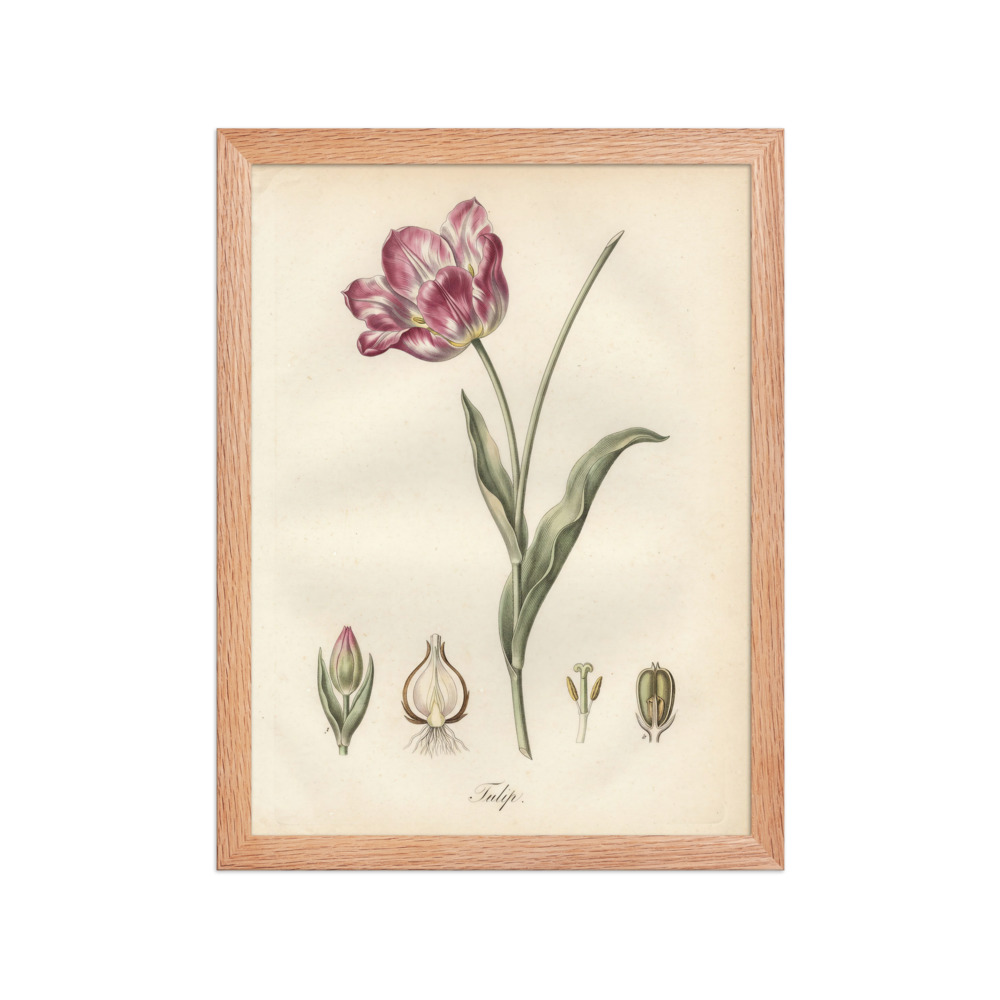 Tulip Art Print, hand-coloured botanical engraving, French atlas style, study room decor, gift for plant lovers