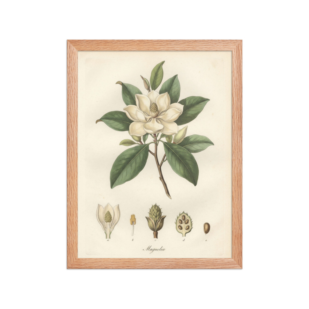 Magnolia Art Print, vintage botanical wall art, French engraving decor, study or bedroom artwork, gift for plant lovers