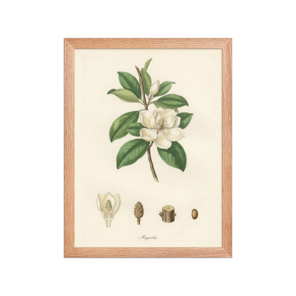 Magnolia Botanical Plate Art Print, French botanical engraving, vintage wall art, study decor, gift for plant lovers