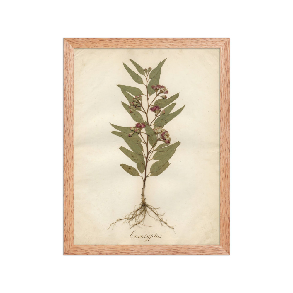 Eucalyptus Pressed Specimen Art Print, antique herbarium wall art, botanical home decor, gift for plant lovers
