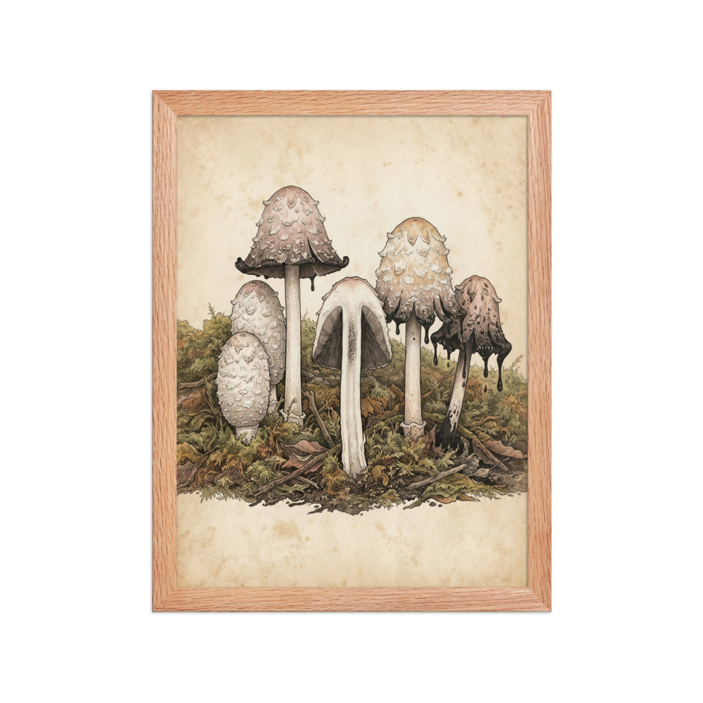 Mycological Studies