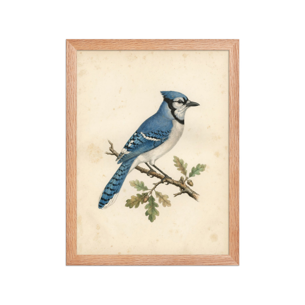Blue Jay Art Print, antique bird study, vintage natural history decor, study or bedroom wall art, gift for bird lovers