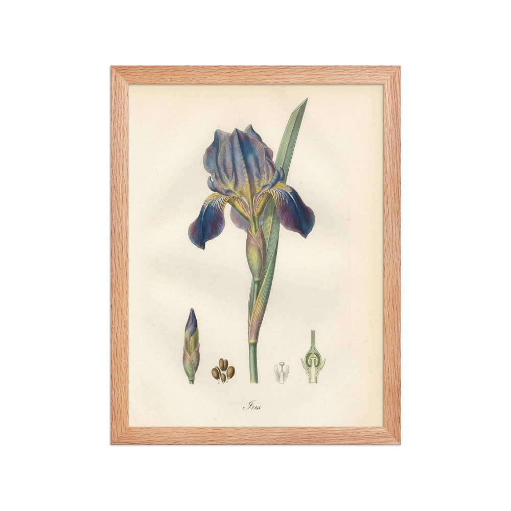 Iris Botanical Art Print, French botanical engraving, vintage gallery wall decor, study art, gift for plant lovers
