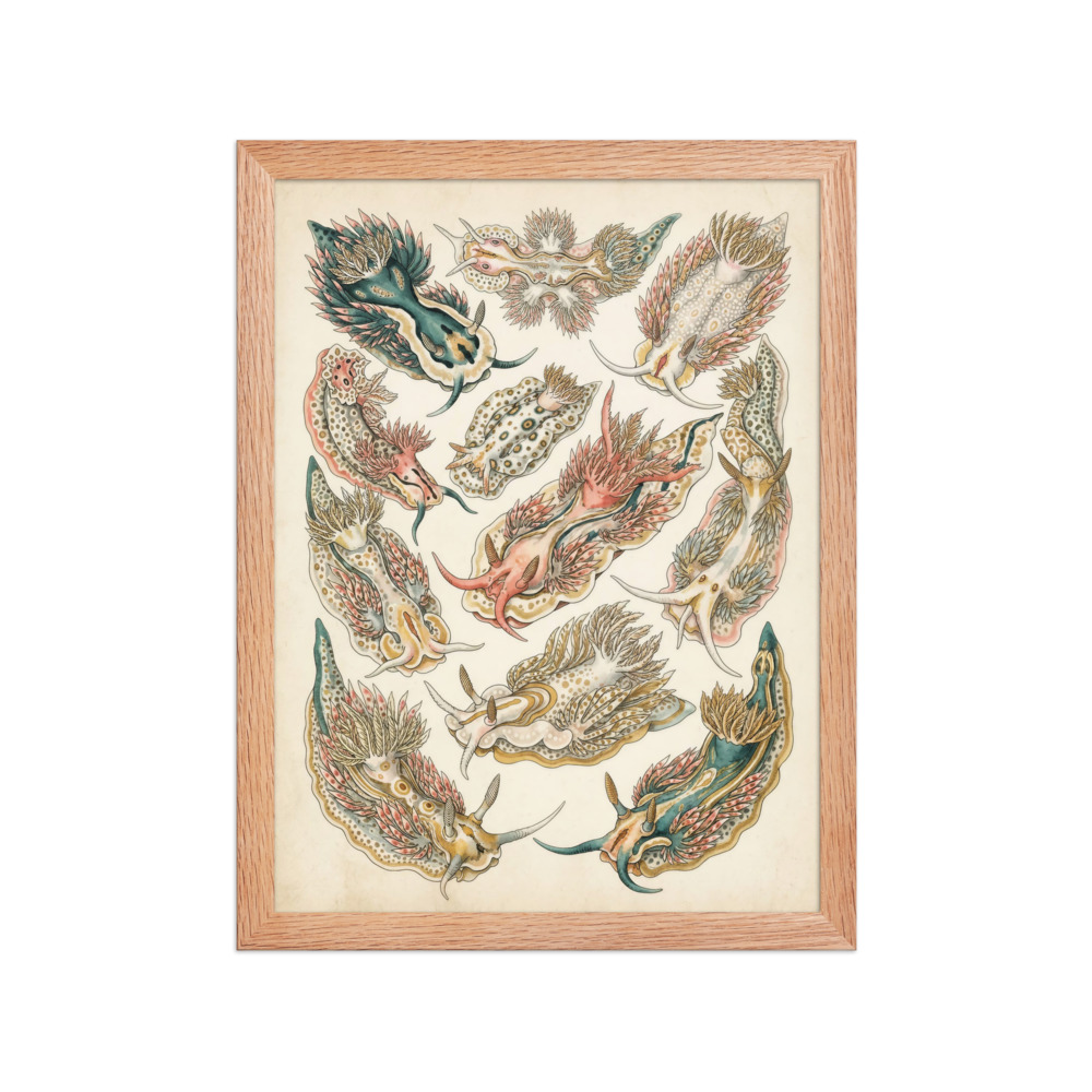 Nudibranch Sea Specimen Art Print, antique marine illustration, coastal room decor, sea-life enthusiast gift idea