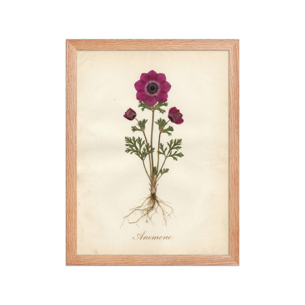 Anemone Art Print, antique pressed flower, romantic herbarium decor, warm ivory botanical wall art, gift for flower lovers