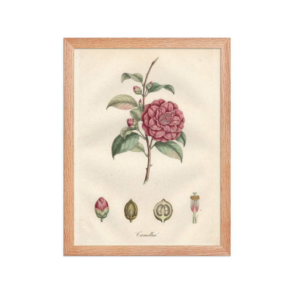 Camellia Art Print, hand-coloured botanical engraving, vintage gallery wall decor, gift for plant lovers and collectors