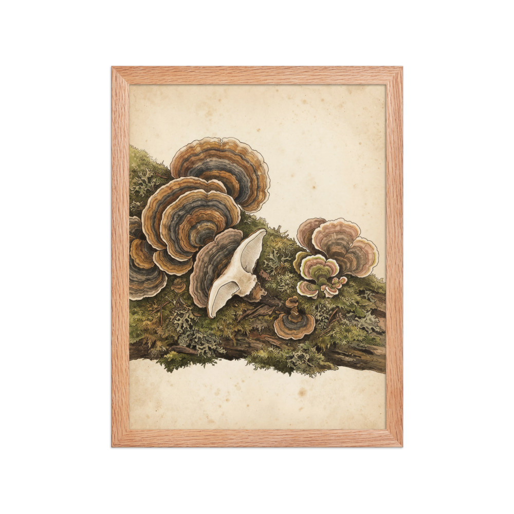 Turkey Tail Mushroom Art Print, vintage botanical illustration, antique field guide style, woodland decor, nature lover gift