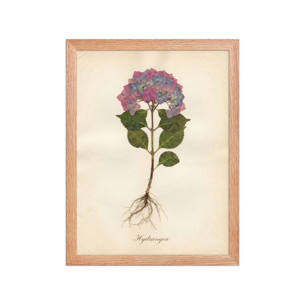 Hydrangea Art Print, Antique botanical wall art, Romantic herbarium decor, Pressed flower study, Nature lover gift