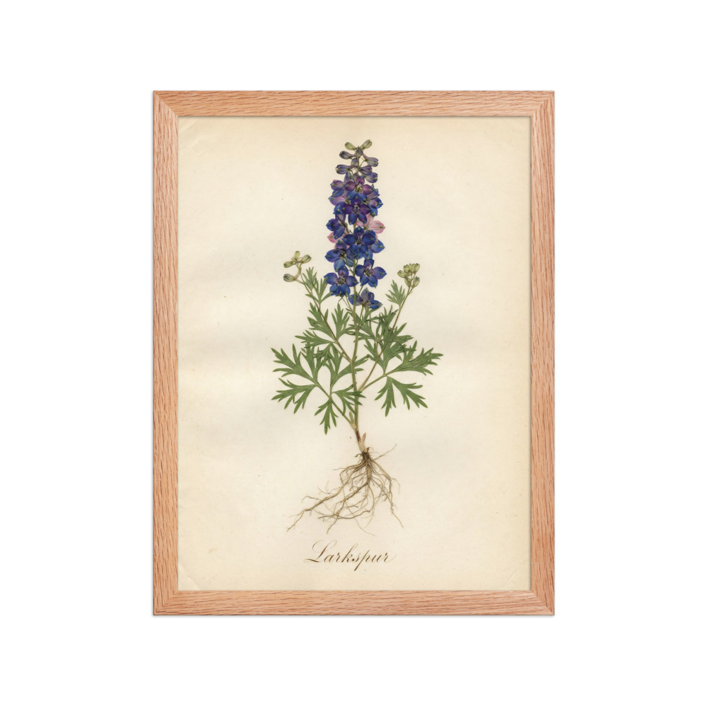 Larkspur Pressed Flower Art Print, antique herbarium decor, bedroom wall art, botanical gift, nature lover gift