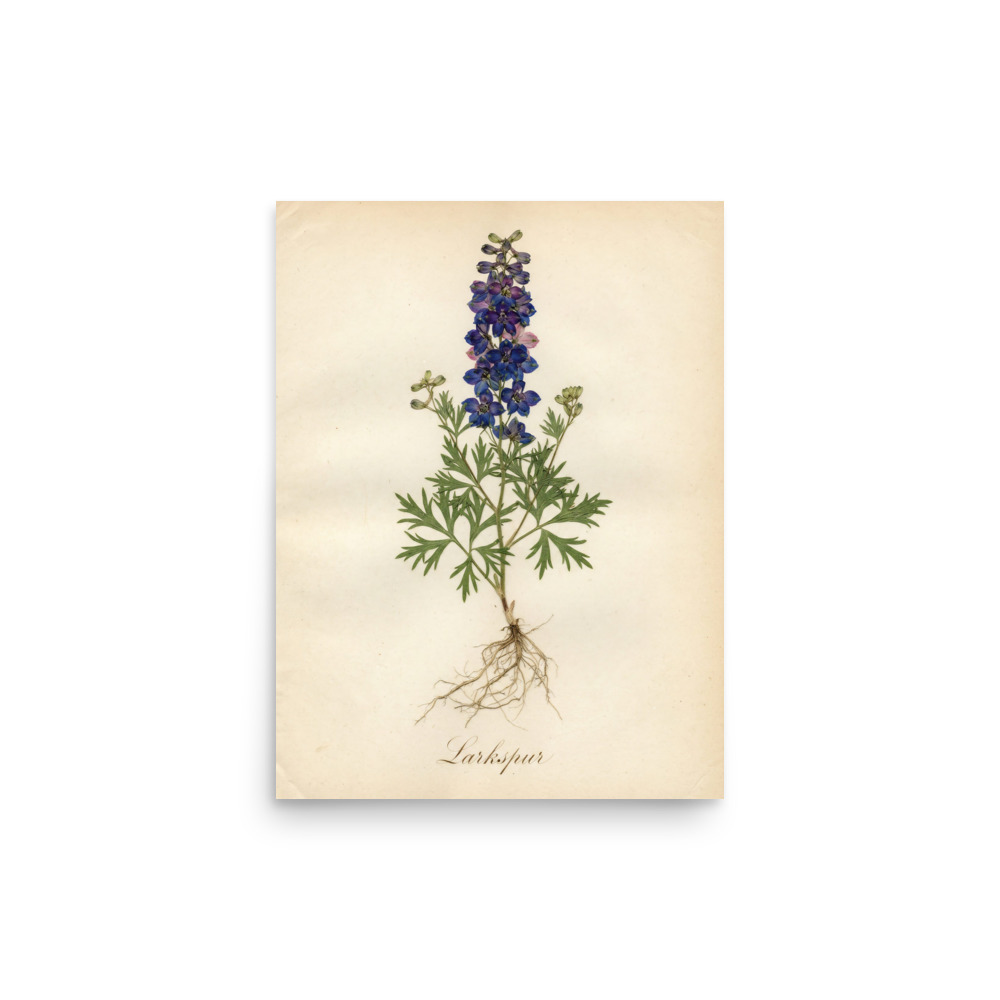Larkspur Pressed Flower Art Print, antique herbarium decor, bedroom wall art, botanical gift, nature lover gift