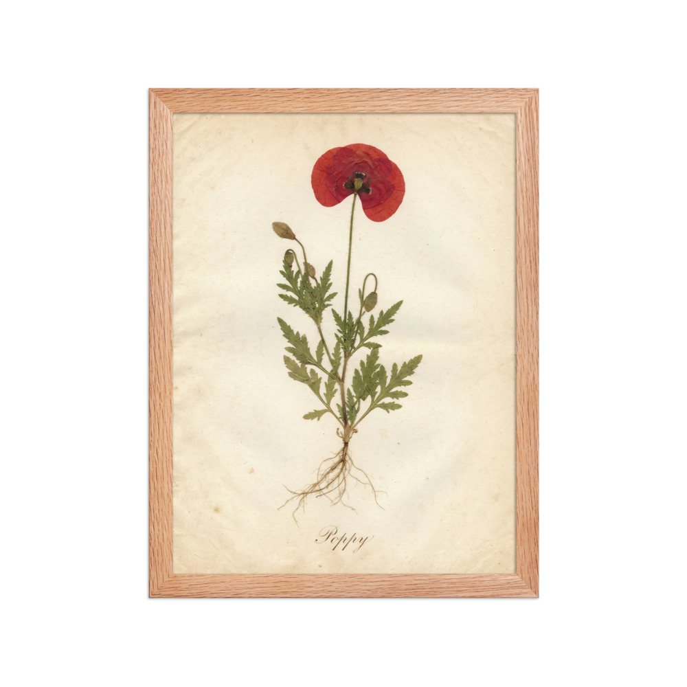 Poppy Pressed Specimen Art Print, antique botanical art, romantic wall decor, herbarium gift, flower lover present