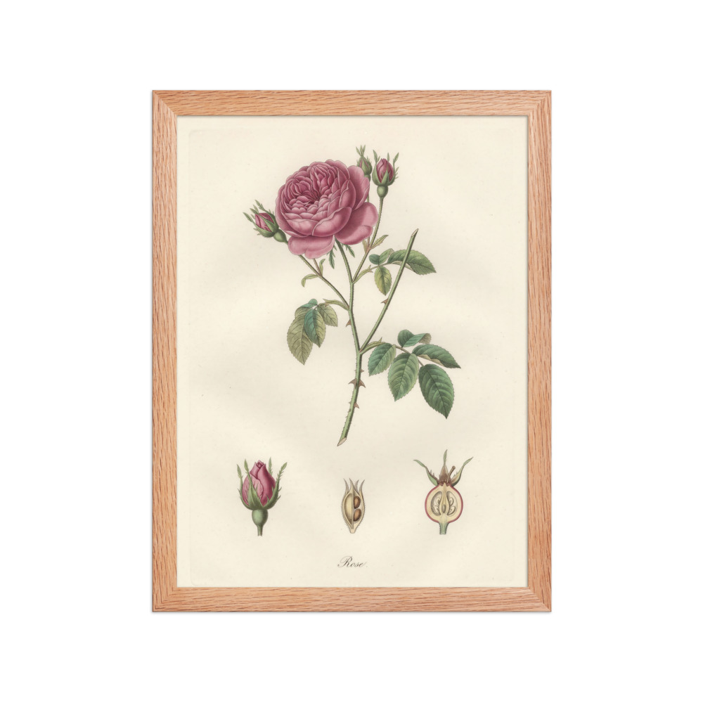 Rose Botanical Plate Art Print, hand-coloured French engraving, study or bedroom decor, flower lover gift, natural history wall art