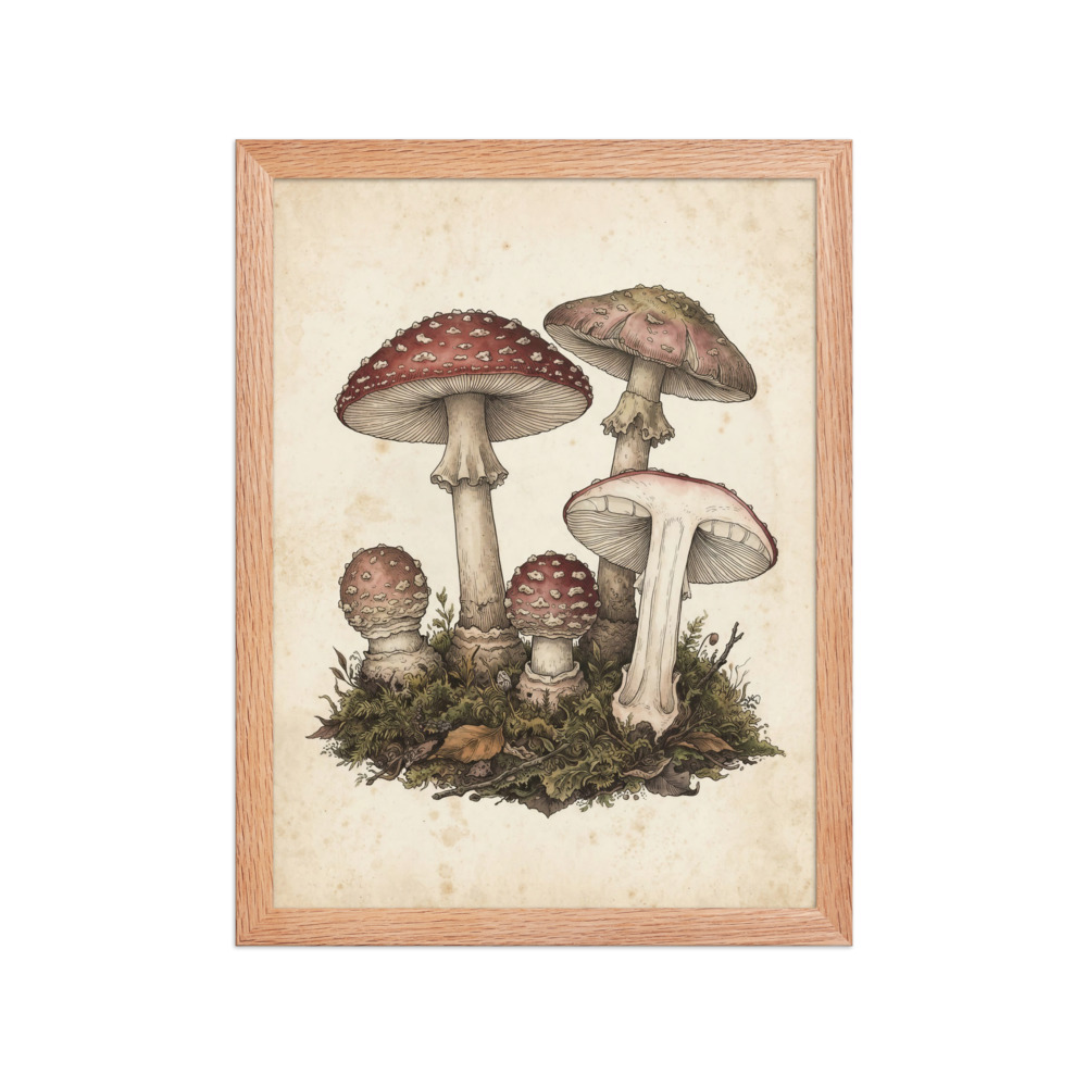 Fly Agaric Mushroom Art Print, vintage botanical illustration, antique field guide style, woodland decor, nature lover gift