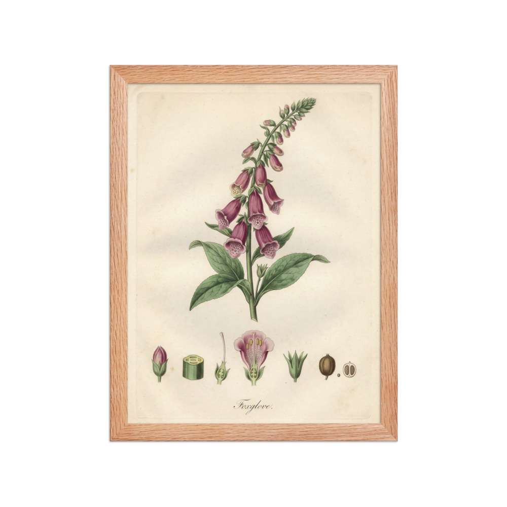 Foxglove Botanical Art Print, hand-coloured French engraving, vintage study decor, botanical wall art, gift for plant lovers