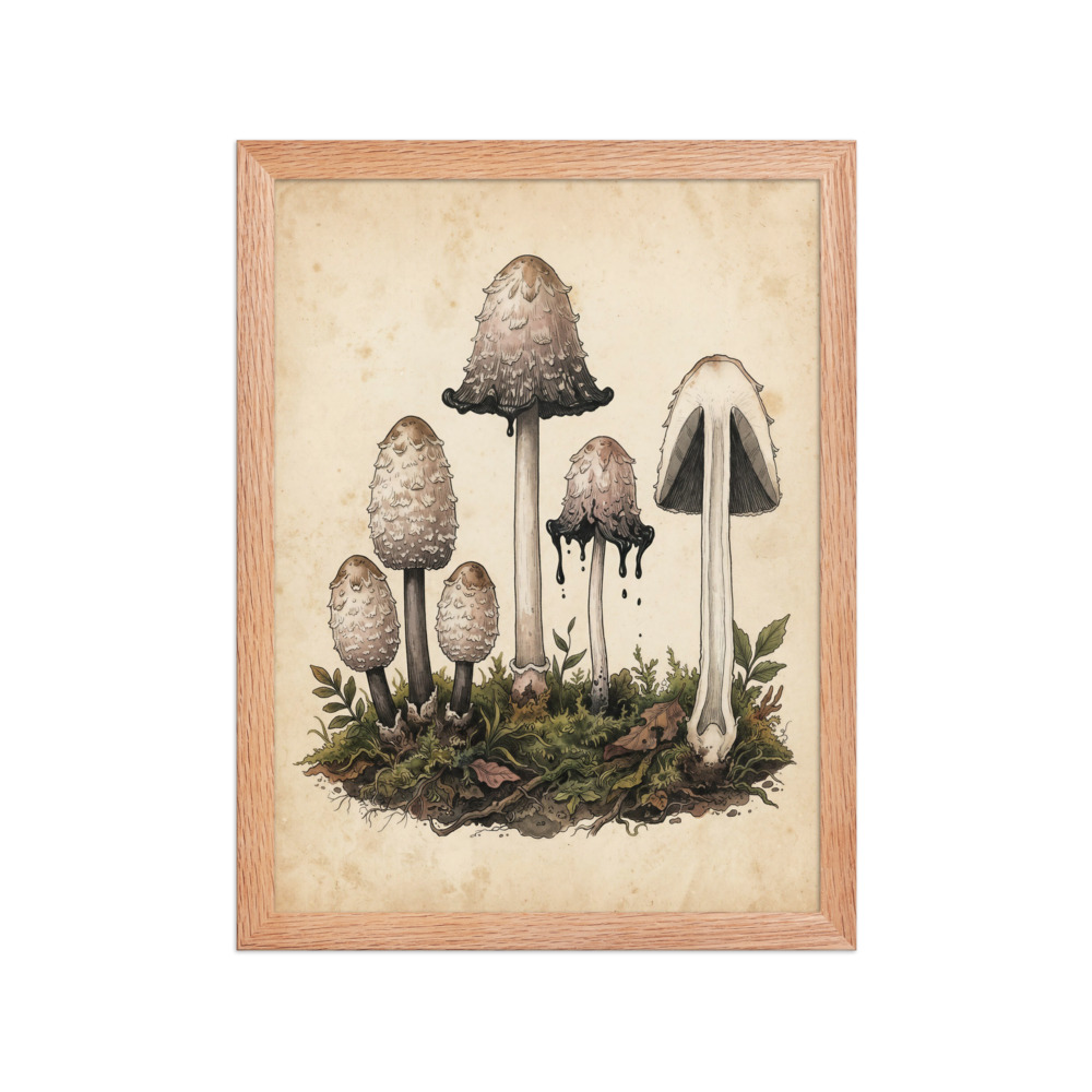 Shaggy Ink Cap Mushroom Study Art Print, vintage botanical illustration, woodland decor, study wall art, nature lover gift