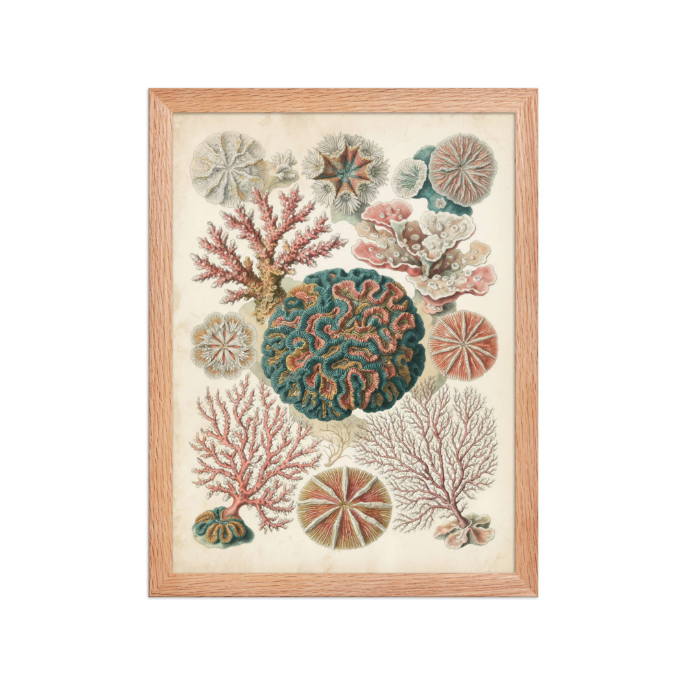 Coral Art Print, antique marine illustration, vintage watercolour wall art, coastal home decor, ocean lover gift