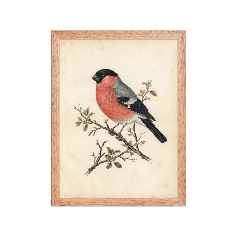 Bullfinch Bird Study Art Print, antique ornithological art, watercolour bird wall decor, nature study for a reading nook, gift for bird lovers