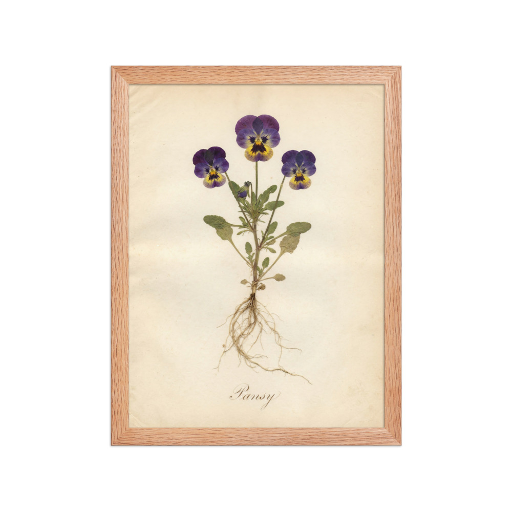 Pansy Art Print, antique pressed flower herbarium, romantic botanical wall decor, nature lover gift, vintage flower study