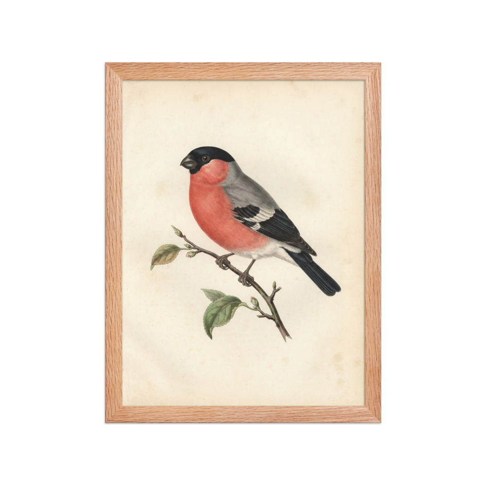 Bullfinch Bird Study Art Print, antique ornithological wall art, vintage nature decor, gift for bird lovers and collectors
