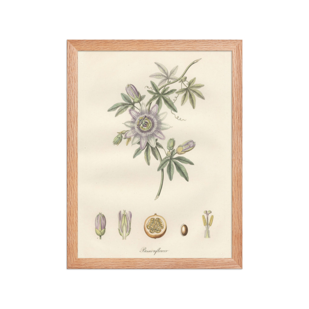 Passionflower Art Print, French botanical engraving, hand-coloured vintage wall art, study decor, nature lover gift