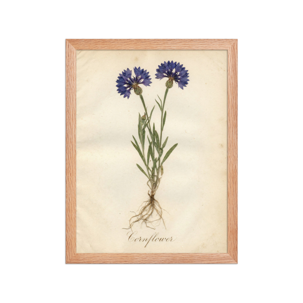 Cornflower Pressed Specimen Art Print, antique botanical art, herbarium wall decor, romantic botanical decor, nature lover gift