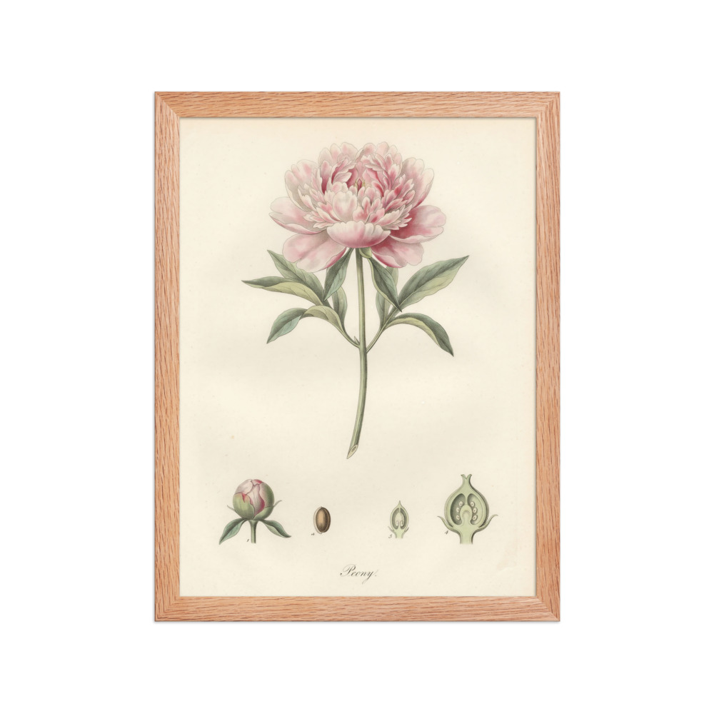 Peony Botanical Plate Art Print, hand-coloured vintage engraving, French botanical decor, gallery wall, gift for plant lovers