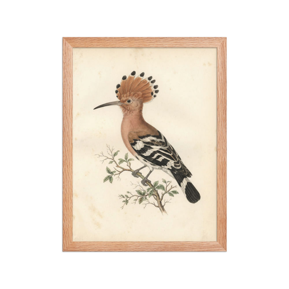 Hoopoe bird study art print, vintage watercolor, natural history decor, bird lover gift, cottagecore wall art