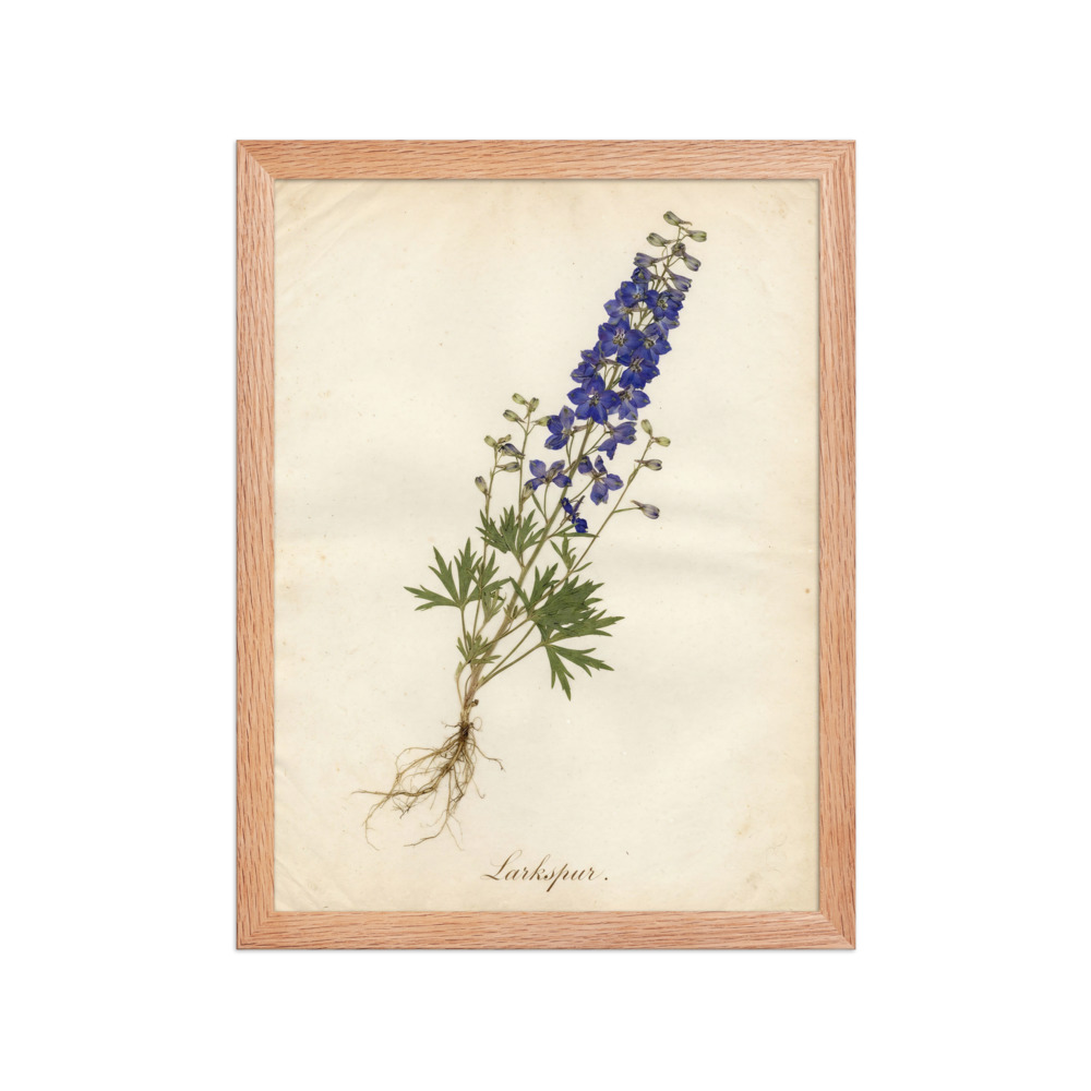 Larkspur Pressed Flower Art Print, antique herbarium art, romantic bedroom decor, botanical gift for flower lovers