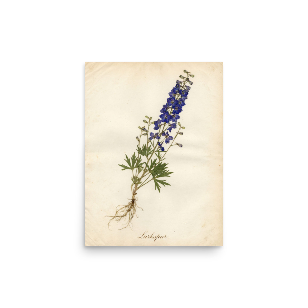 Larkspur Pressed Flower Art Print, antique herbarium art, romantic bedroom decor, botanical gift for flower lovers