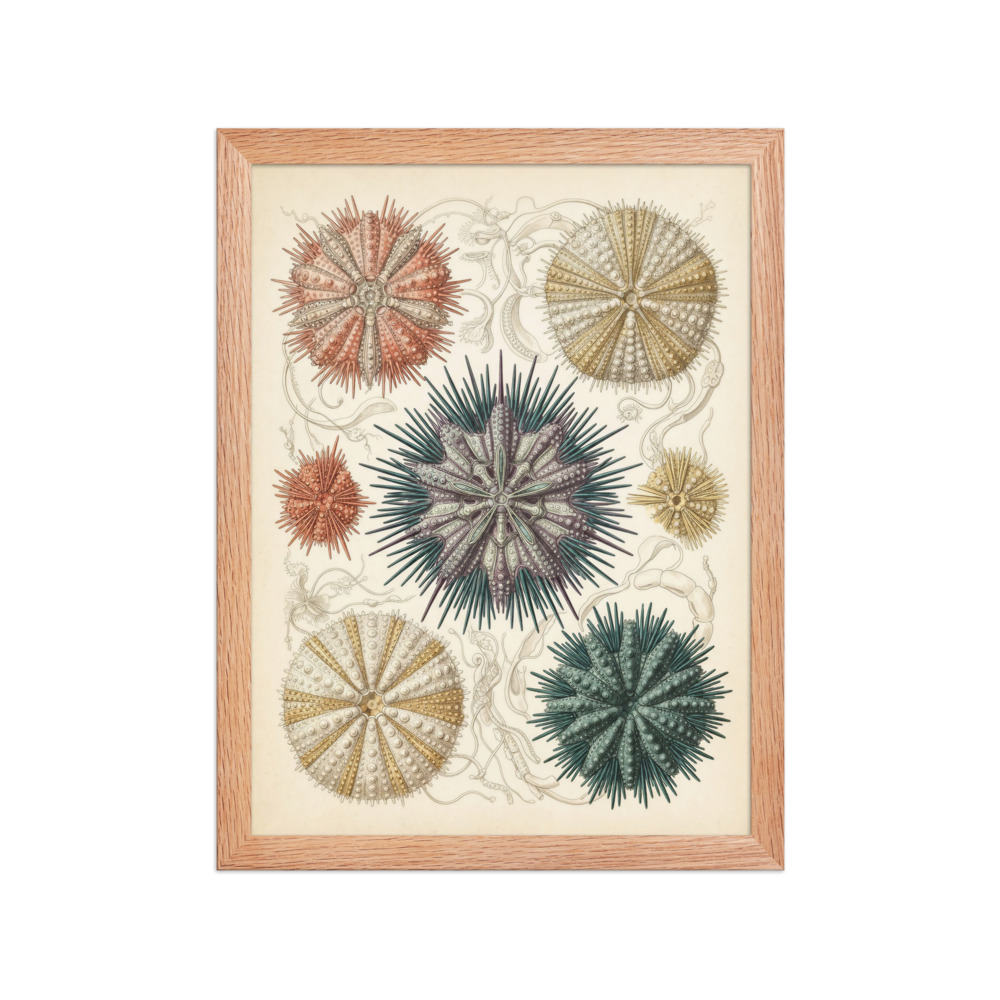 Sea Urchin Specimen Art Print, vintage marine illustration, ocean-inspired decor, natural history gift, coastal room accent