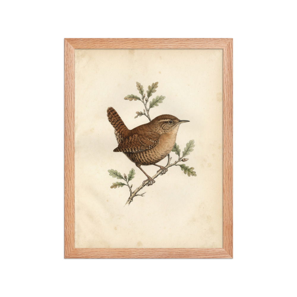 Wren Bird Study Art Print, antique ornithological art, nature-inspired wall decor, vintage natural history style, gift for bird lovers