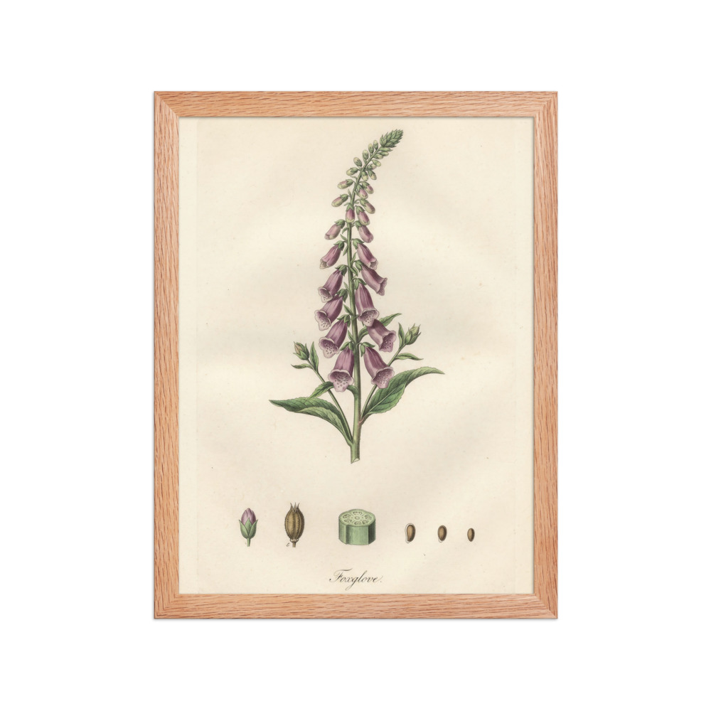 Foxglove Botanical Art Print, French botanical engraving, vintage gallery wall, nature lover gift, classic study decor