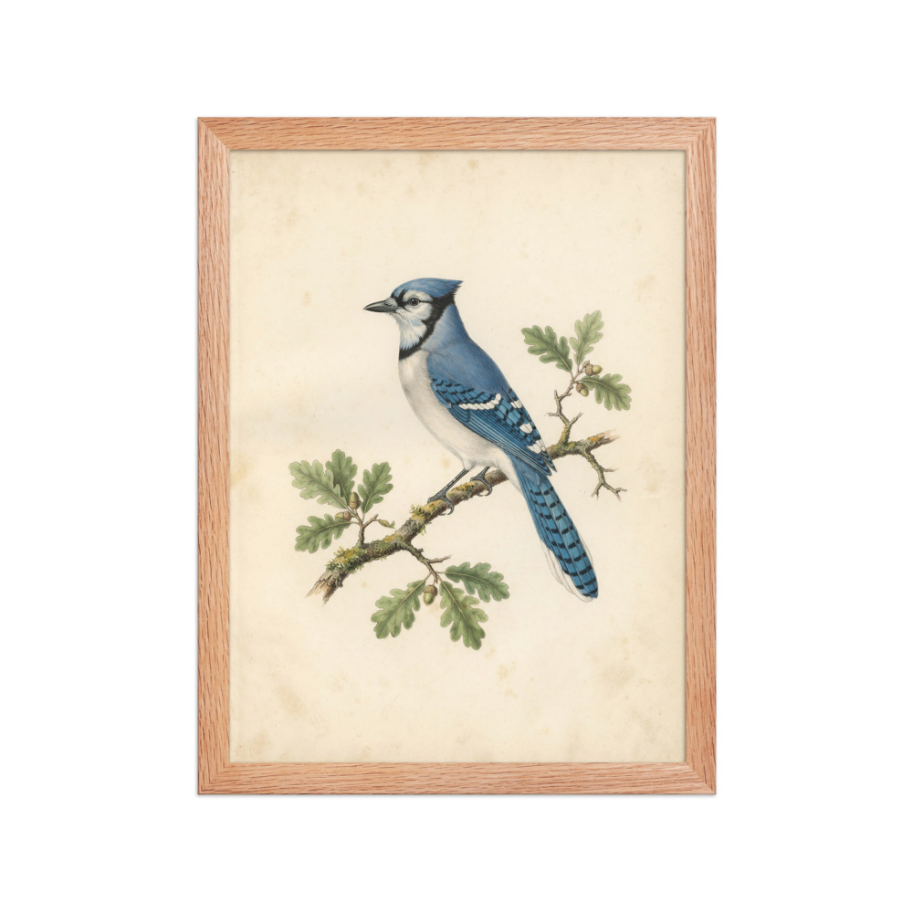 Blue Jay Art Print, antique bird illustration, vintage natural history decor, nature lover gift, reading nook decor