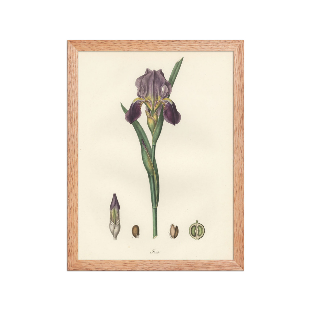 Iris Botanical Plate, Art Print, hand-coloured botanical engraving, French atlas decor, study wall art, gift for plant lovers