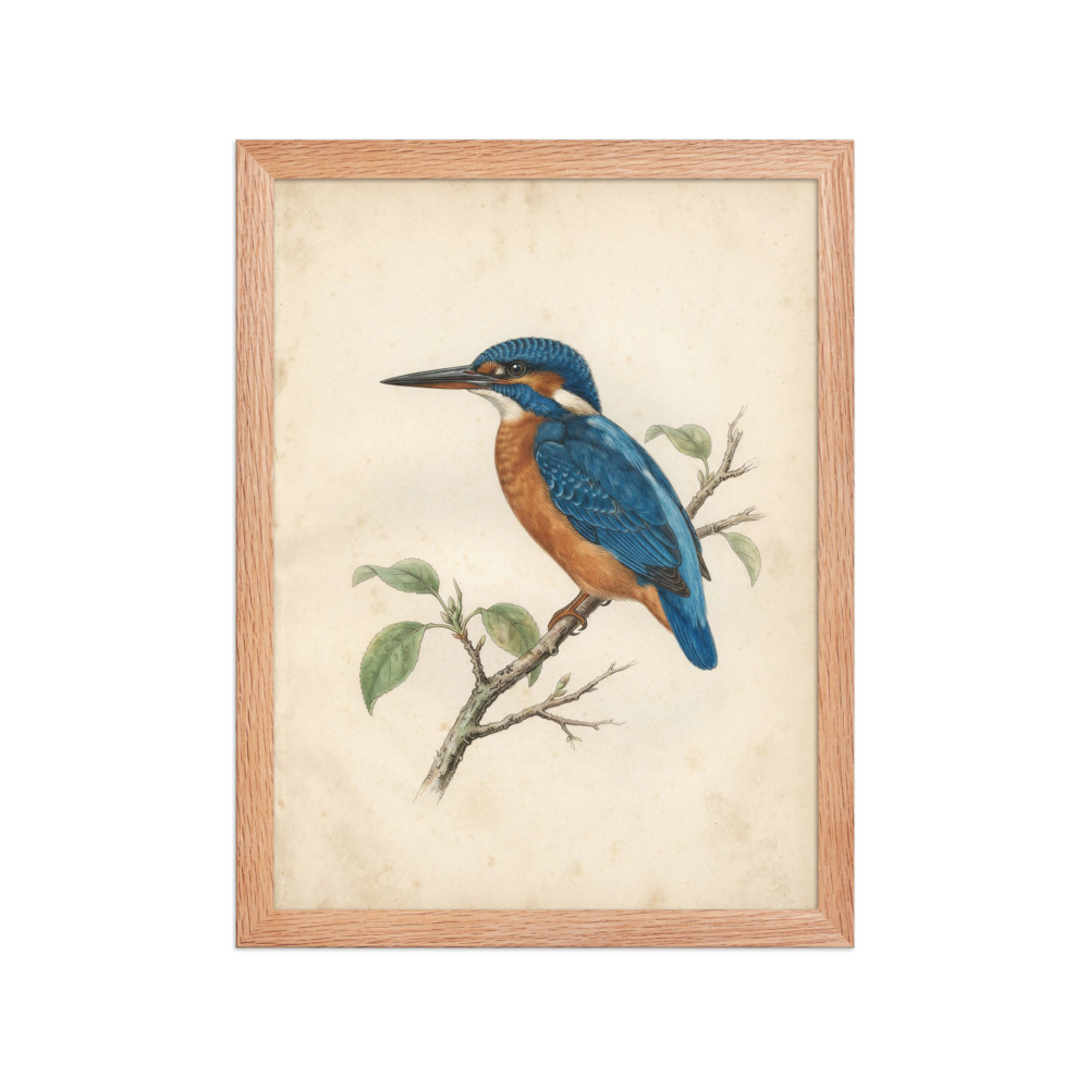Kingfisher Bird Study II Art Print, antique ornithological plate, nature wall art, gift for bird lovers and collectors