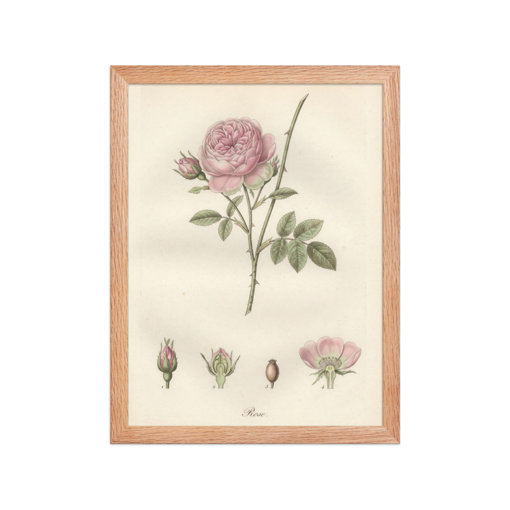 Rose Botanical Art Print, hand-coloured vintage engraving, French botanical decor, study wall art, gift for plant lovers