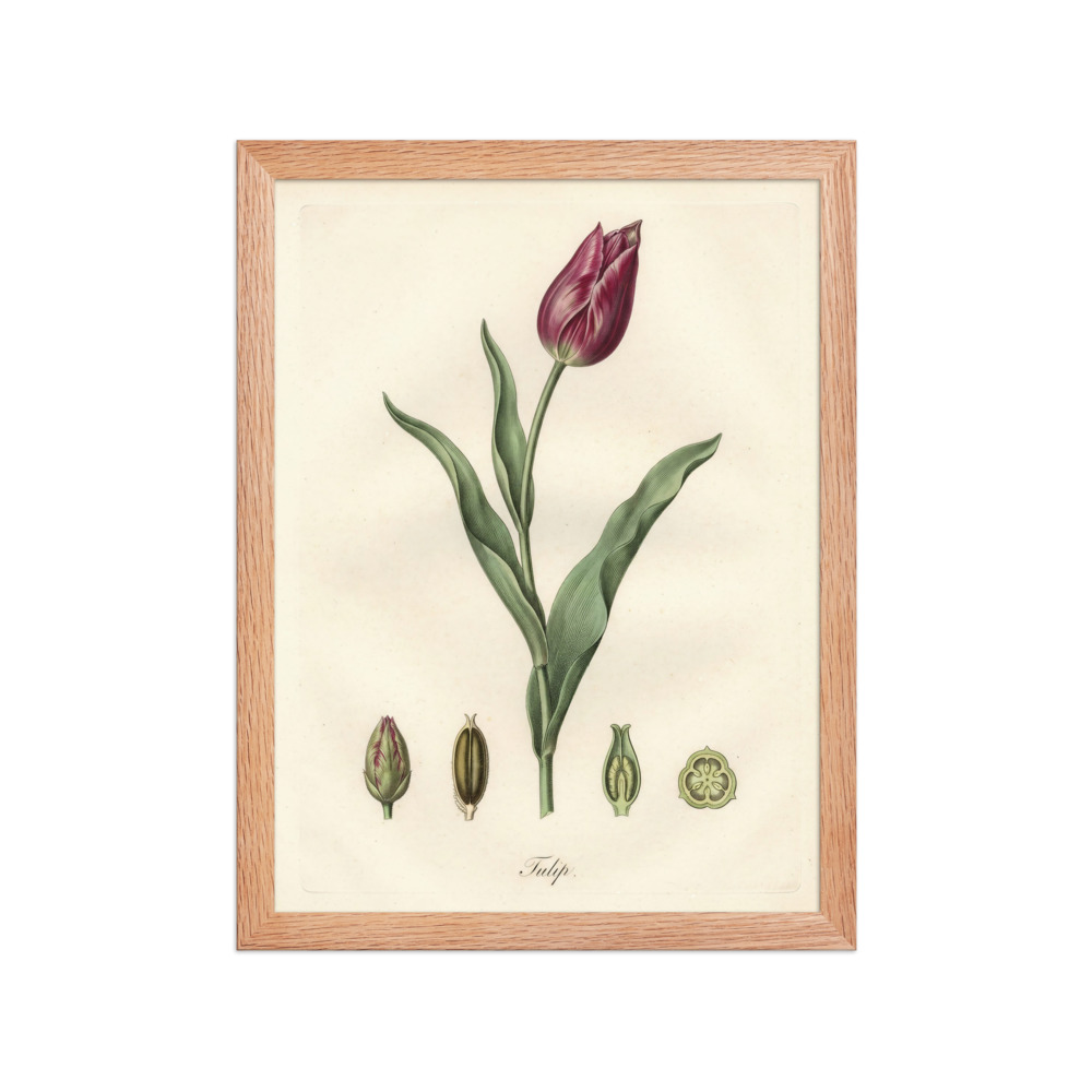Tulip Botanical Art Print, French botanical engraving, vintage study decor, museum-style wall art, gift for plant lovers