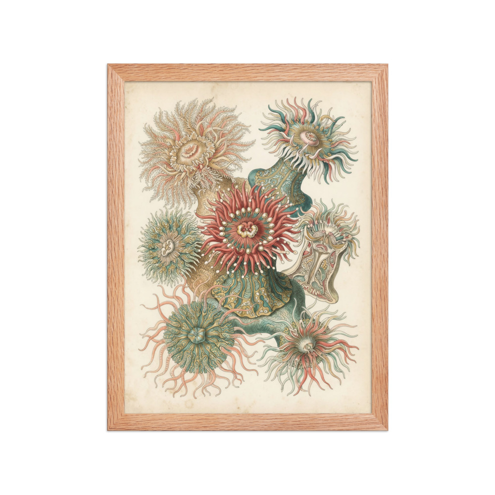 Sea Anemone Art Print, antique 19th century marine illustration, coastal living room wall art, ocean lover gift