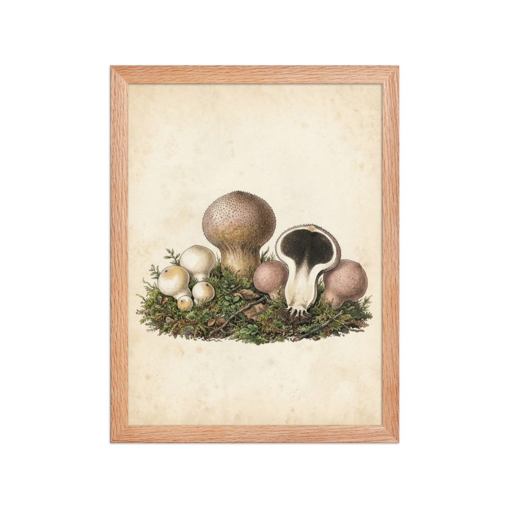 Puffball Mushroom Art Print, vintage mycological illustration, antique field guide style, cottagecore wall art, nature lover gift