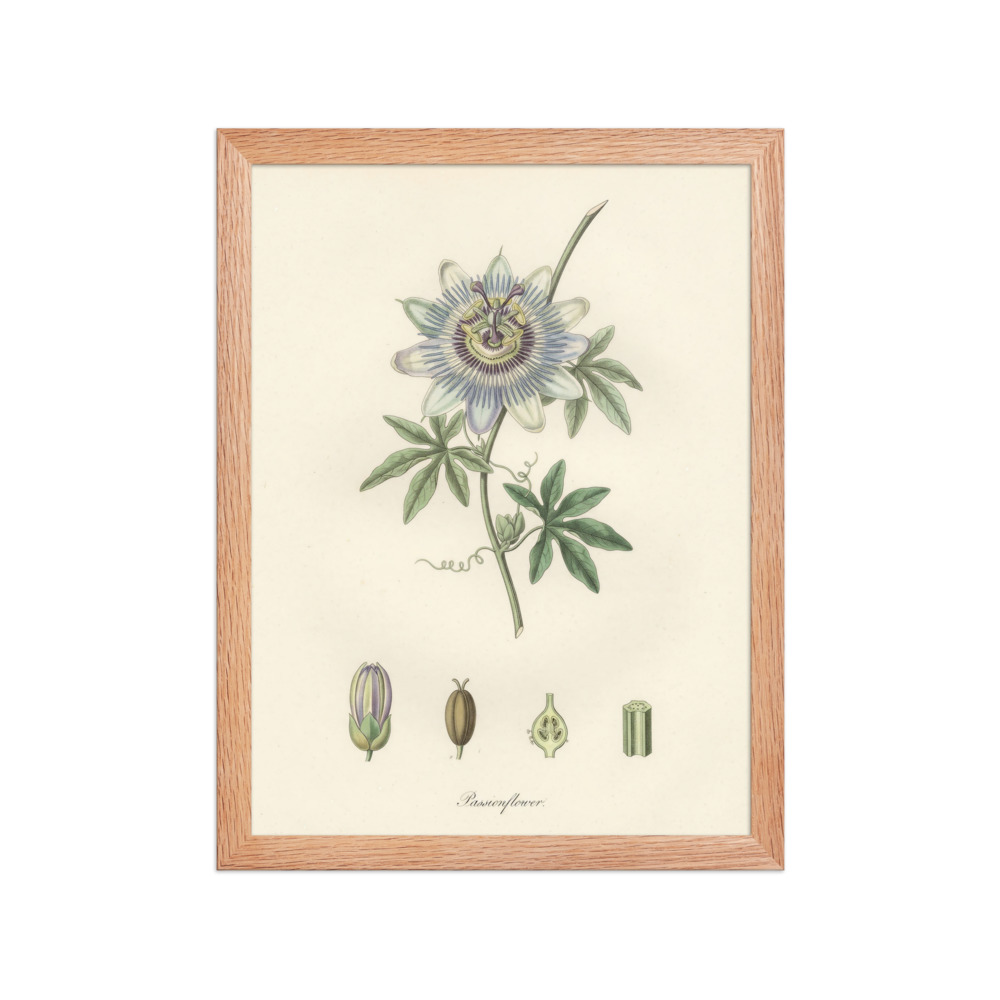 Passionflower Art Print, French botanical engraving, vintage study decor, plant lover gift, museum-inspired wall decor
