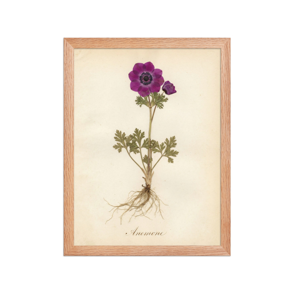 Anemone Pressed Flower Art Print, antique herbarium decor, romantic botanical wall art, nature lover gift idea