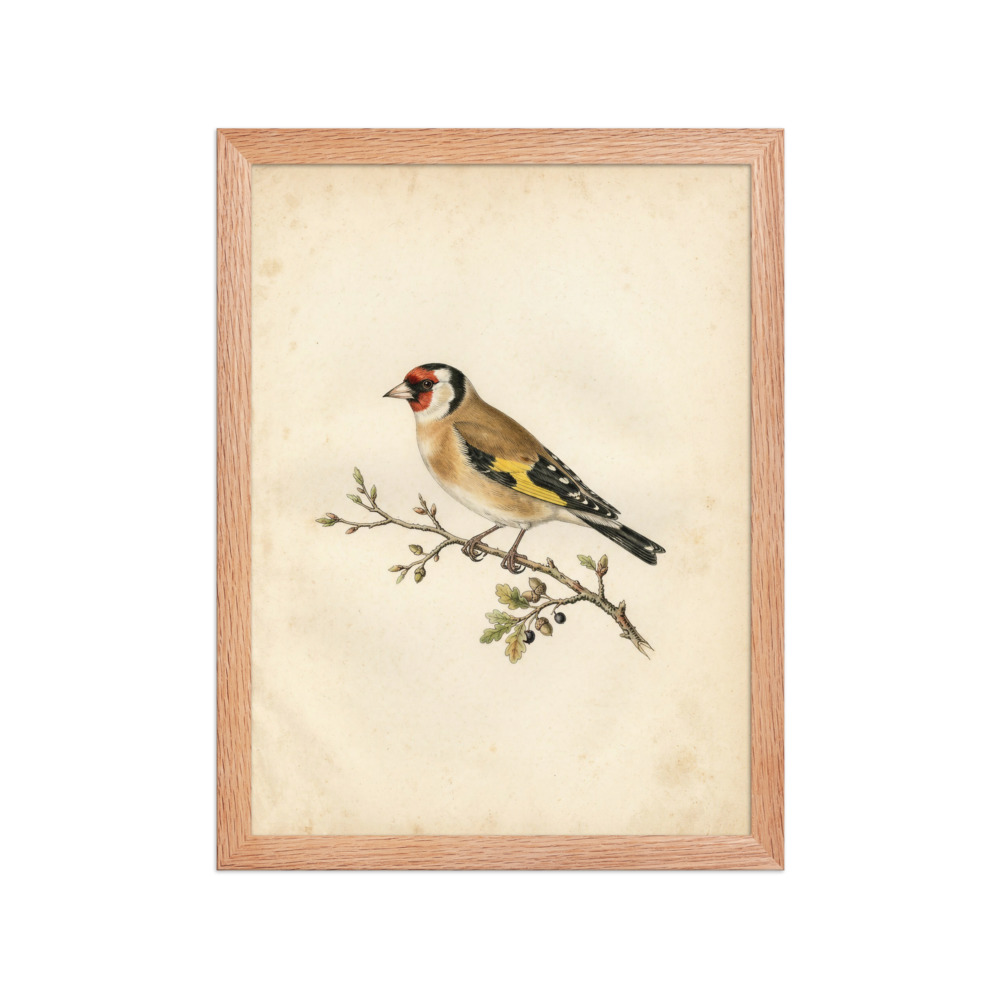 Goldfinch Art Print, antique ornithological illustration, vintage bird wall art, 19th-century natural history, nature lover gift