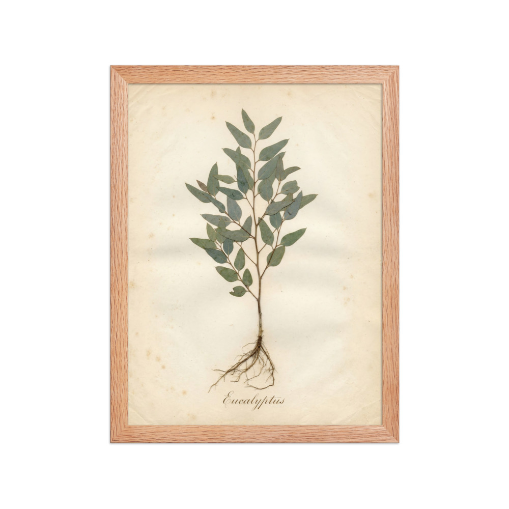 Eucalyptus Pressed Specimen Art Print, vintage herbarium wall art, bedroom decor, botanical gift for nature lovers