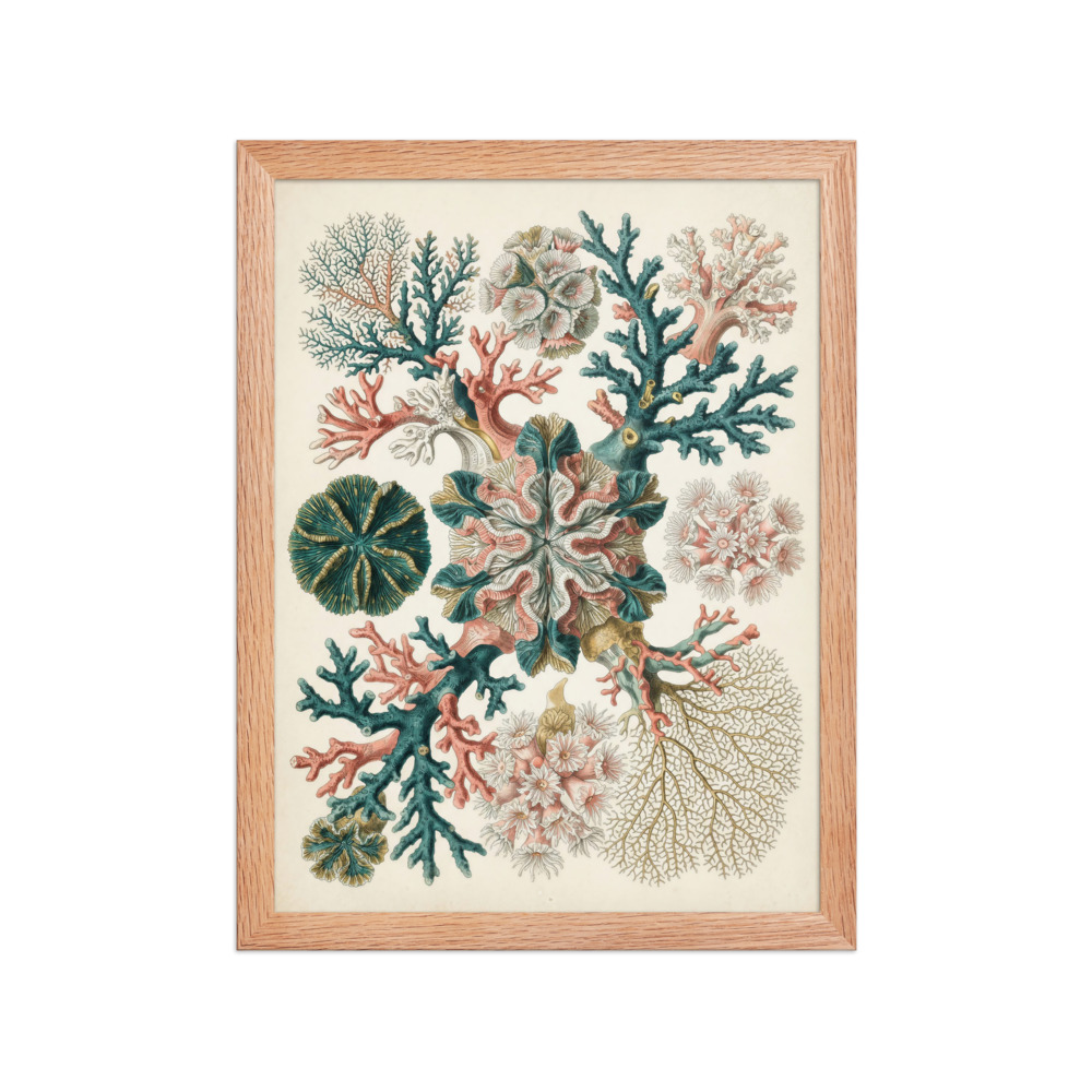 Coral Art Print, antique 19th century marine natural history illustration, coastal home decor, sea life wall art, gift for ocean lovers