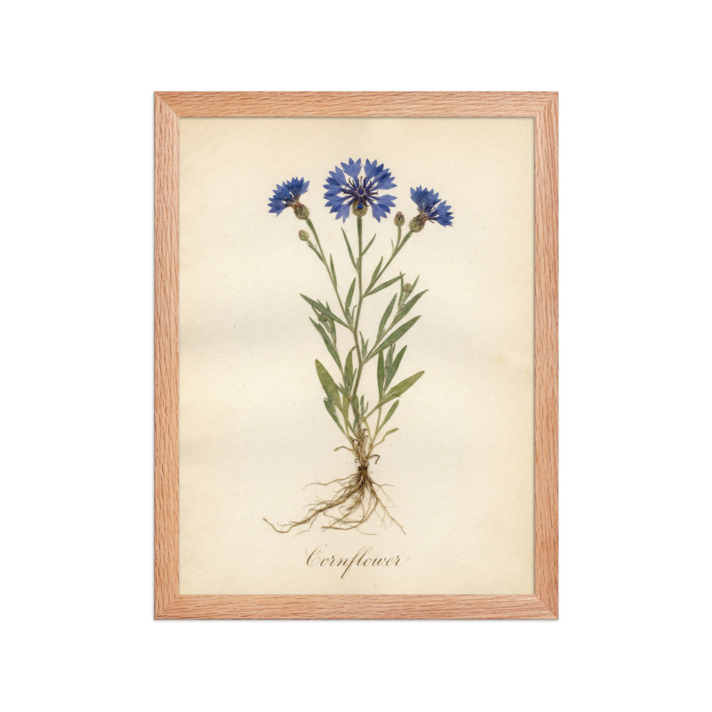 Cornflower Art Print, antique pressed flower study, botanical wall decor, romantic herbarium art, gift for plant lovers