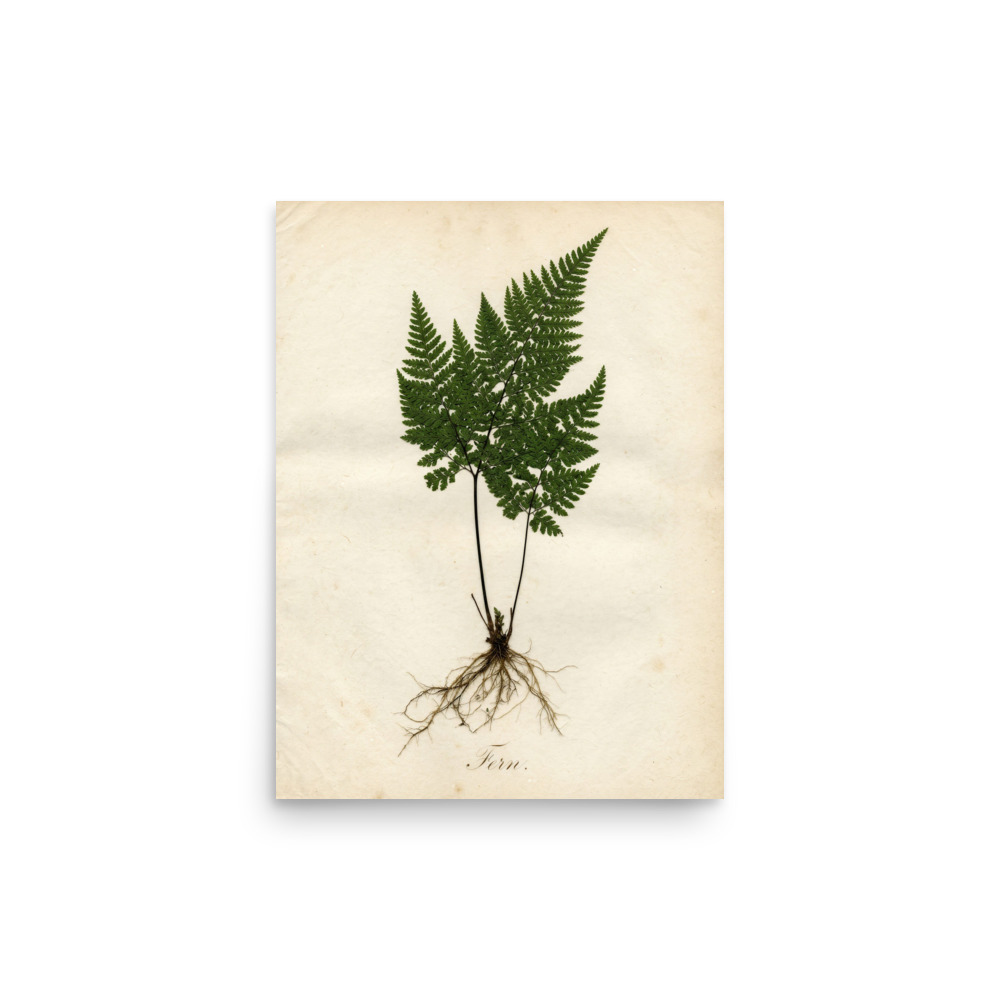 Fern Pressed Specimen Art Print, antique pressed plant study, botanical wall art, nature lover gift, romantic herbarium decor for home