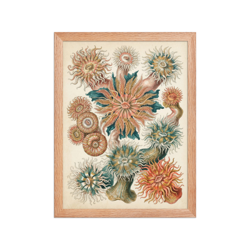 Sea Anemone Art Print, vintage marine illustration, scientific wall art, coastal home decor, gift for ocean lovers