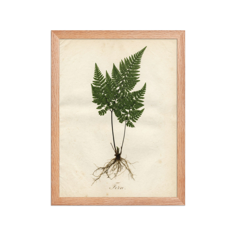 Fern Pressed Specimen Art Print, antique botanical wall art, pressed flower decor, study or office art, nature lover gift