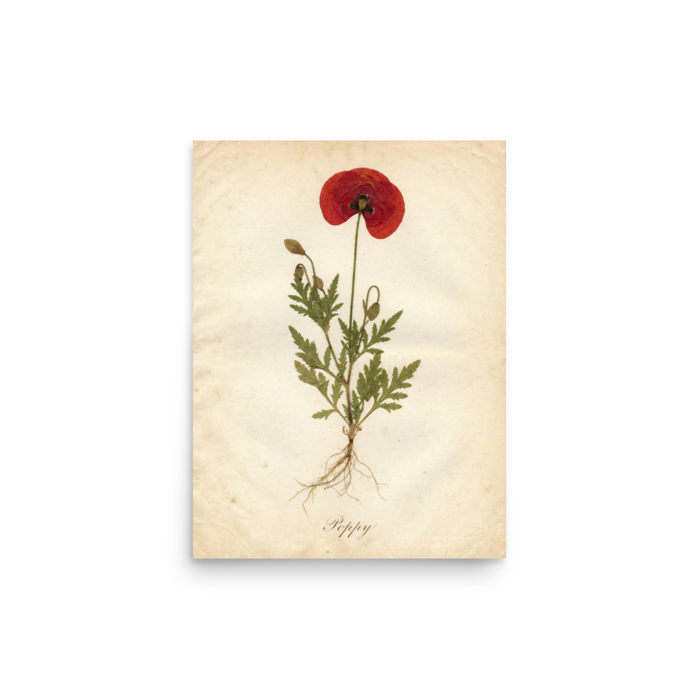 Poppy Pressed Specimen Art Print, antique herbarium art, romantic botanical wall decor, thoughtful gift for flower lovers